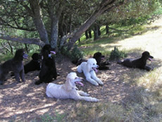 Poodles at Pleasanton Ridge